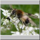 Leucozona lucorum - Weissbandschwebfliege w05.jpg